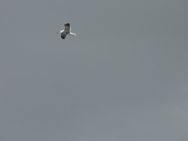 seagulls
(fast shutter practice)