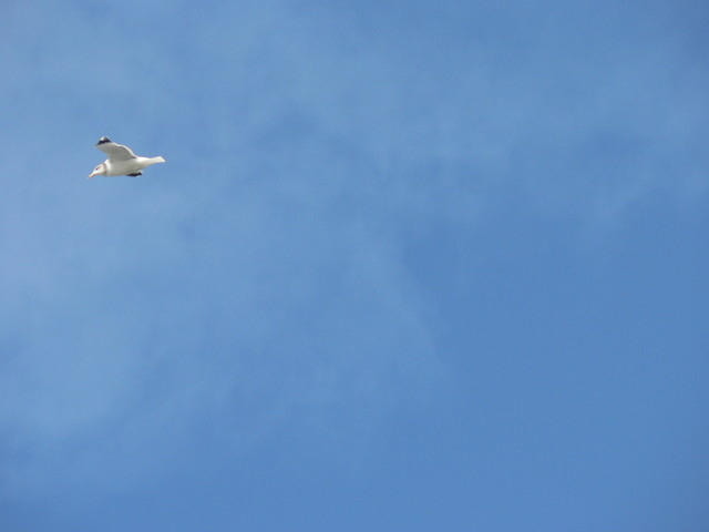 seagulls
(fast shutter practice)