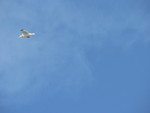 seagulls
(fast shutter practice)