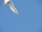 seagulls
(fast shutter practice)