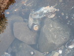 tidepools