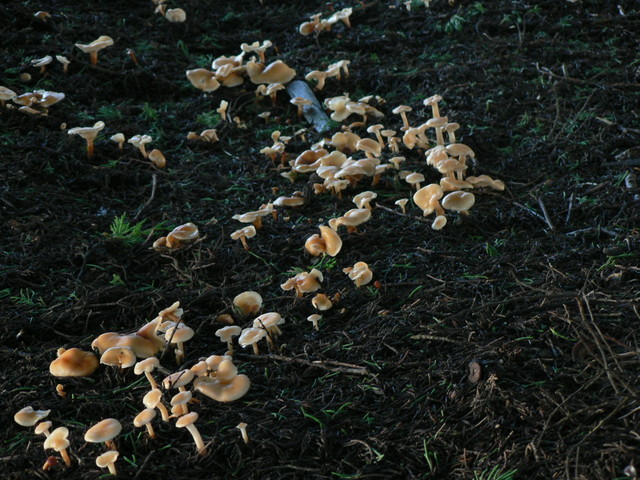 fairy mushroom ring