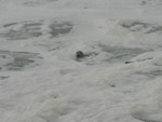 seals play in the foam