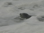 seals play in the foam