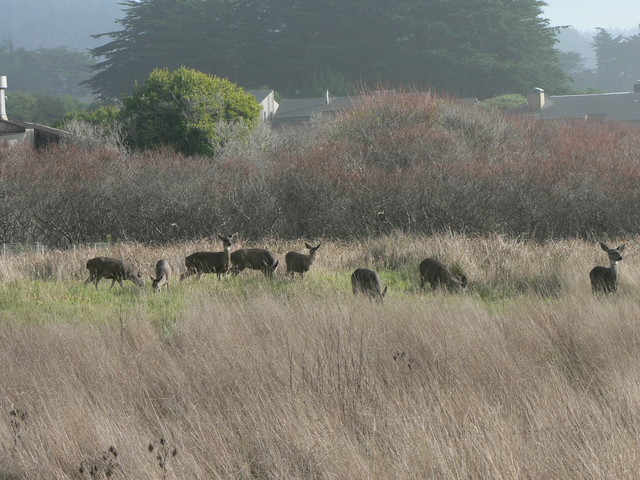 all the deer come out
