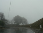 oak trees in the fog