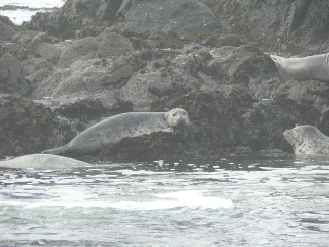 seals