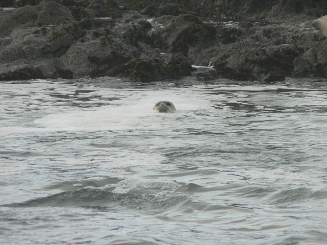 seals