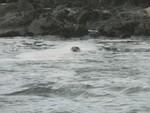 seals