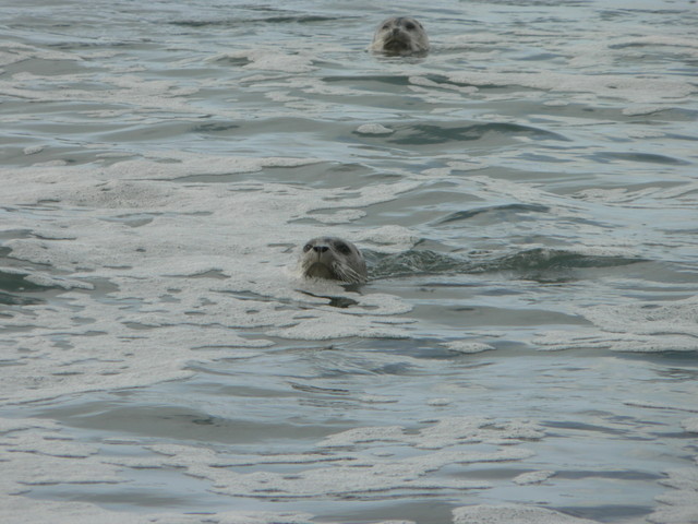 seals