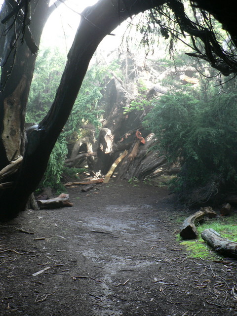 spooky trees!