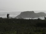 watching the sea lions