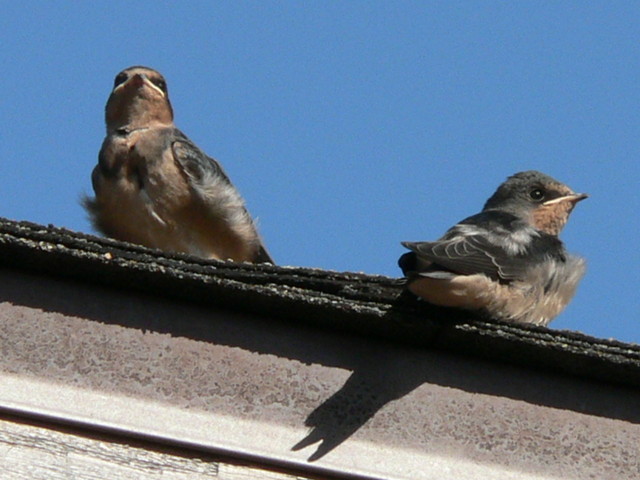 baby! birds!