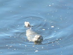 seal watching us