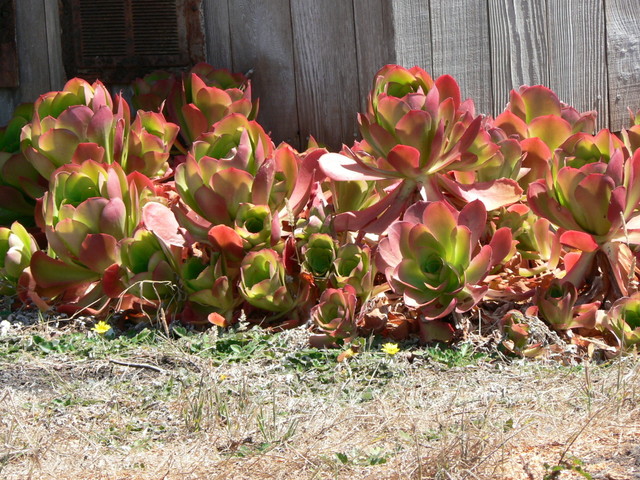 succulents