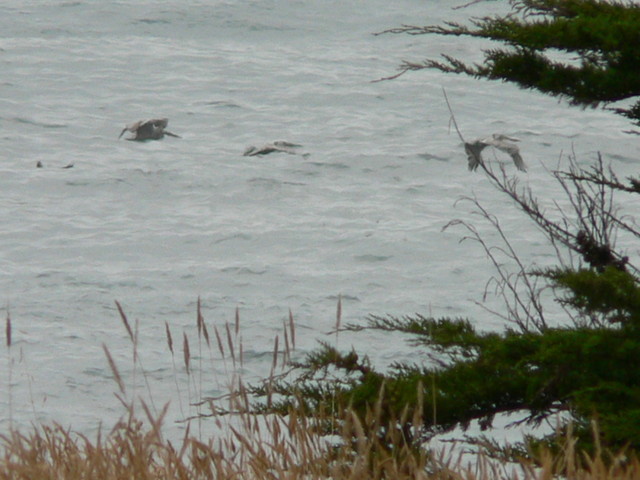 penguins! (pelicans)