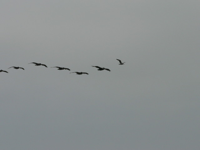 penguins! (pelicans)