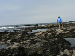 tide pooling