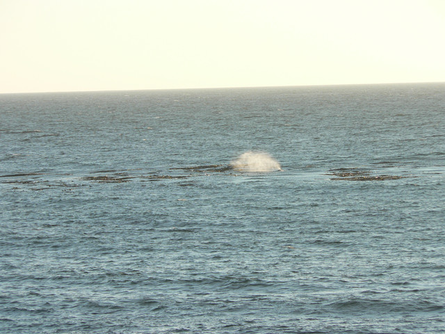 whales!