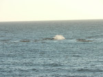 whales!