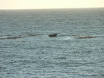whales!
