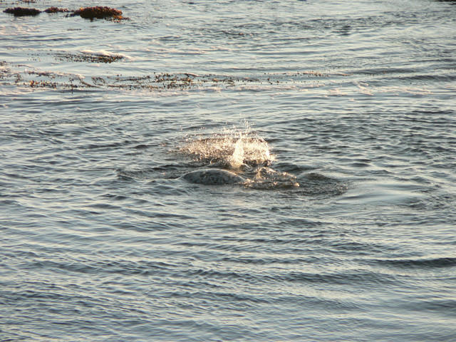 playing sea lions