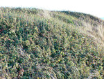 an entire cliffside of poison oak