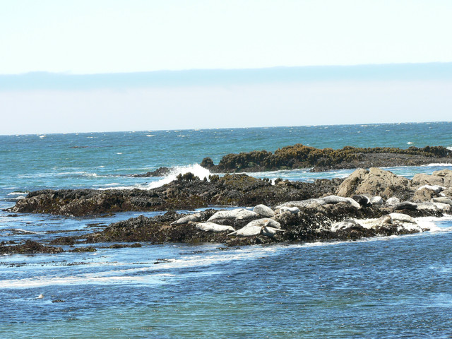 sea lions at Tide Pool Beach