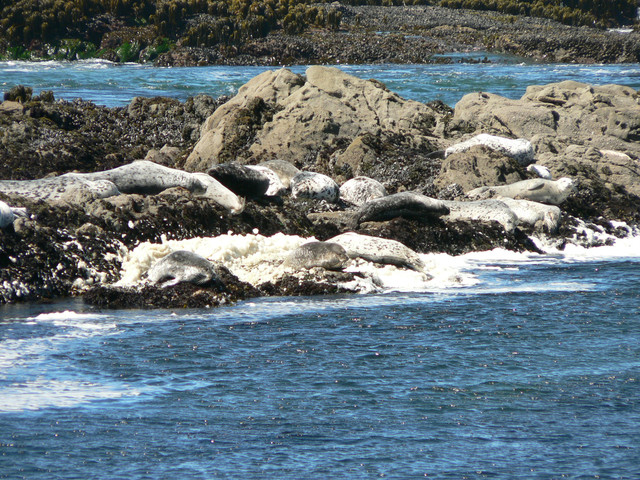 sea lions and sea foam at Tide Pool Beach