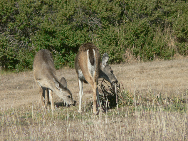 the neighbors are back