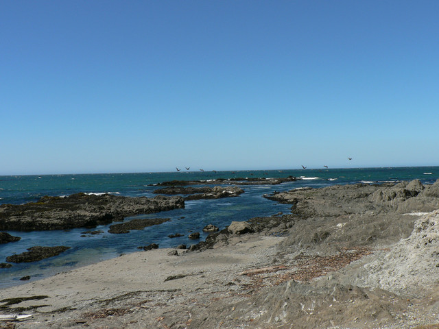 pelicans at Tide Pool Beach