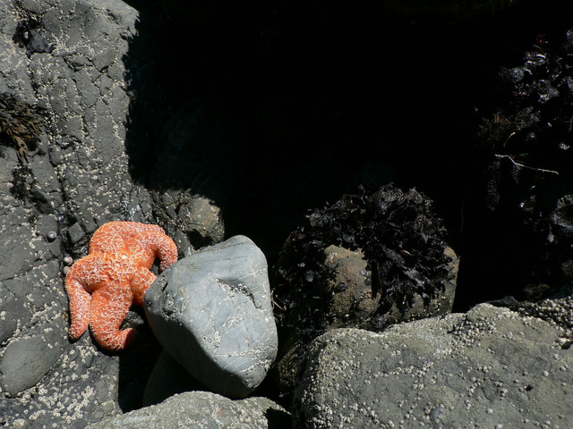 star fishy at Tide Pool Beach