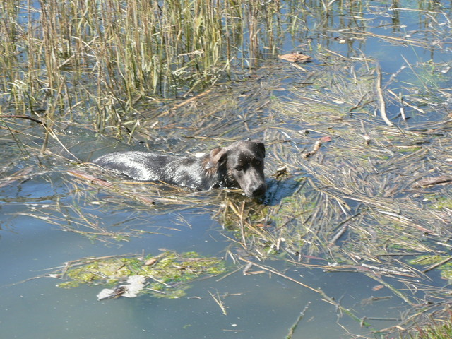 Rufus likes to swim