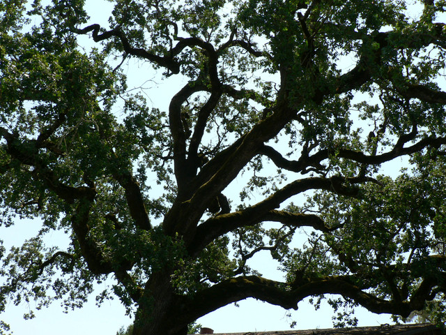 i love our old California oaks