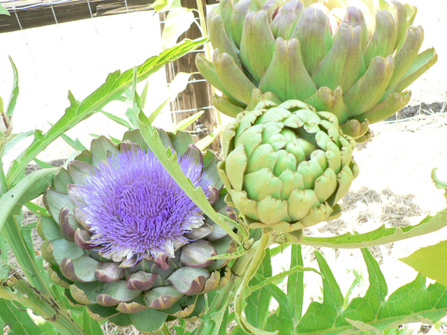 flowering artichokes at Quivira