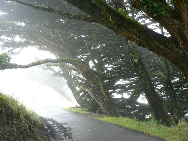 spooky trees