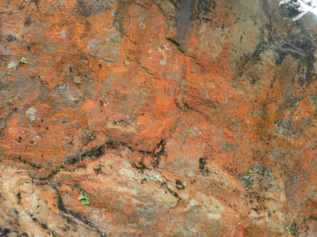 orange algae ("AL-g-ee")