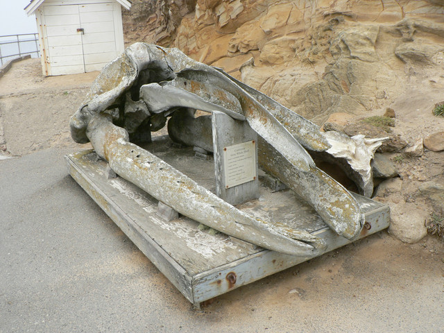 grey whale skull