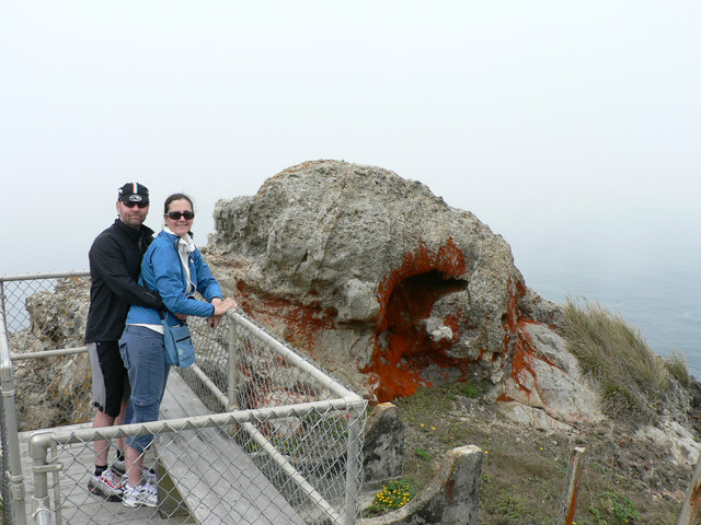 let's take a break and look at the charming algae (and fog!)