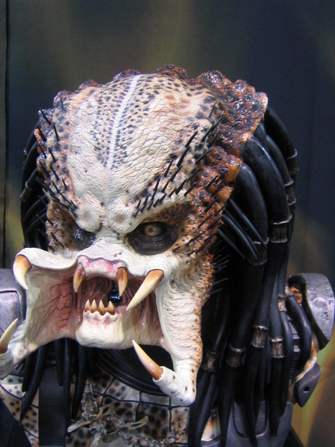 Predator bust