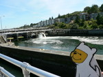 Bumperpup looks for sockeye salmon