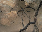 a Douglas Fir tree root, deep underground