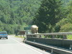golden bear butt bridge