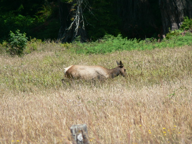 elk