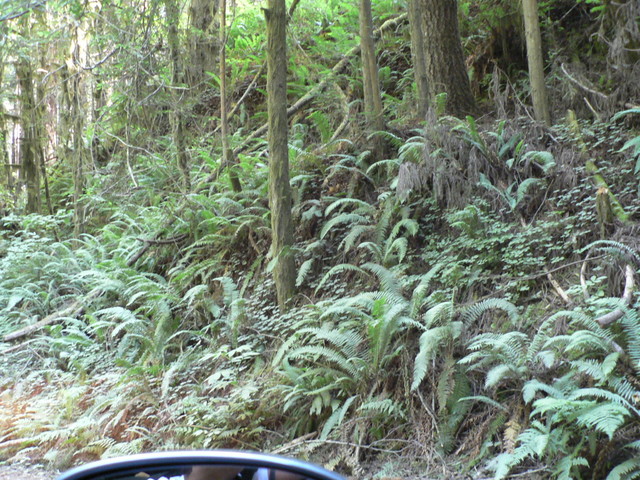 ferns near Fern Canyon