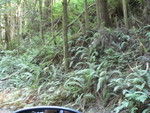 ferns near Fern Canyon