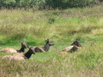 elk