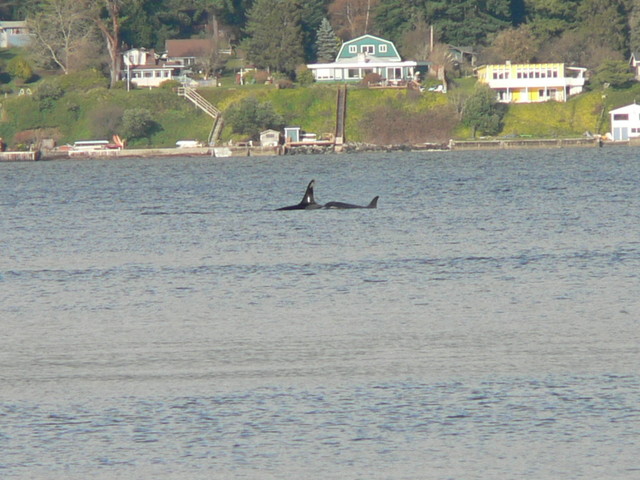 orcas!