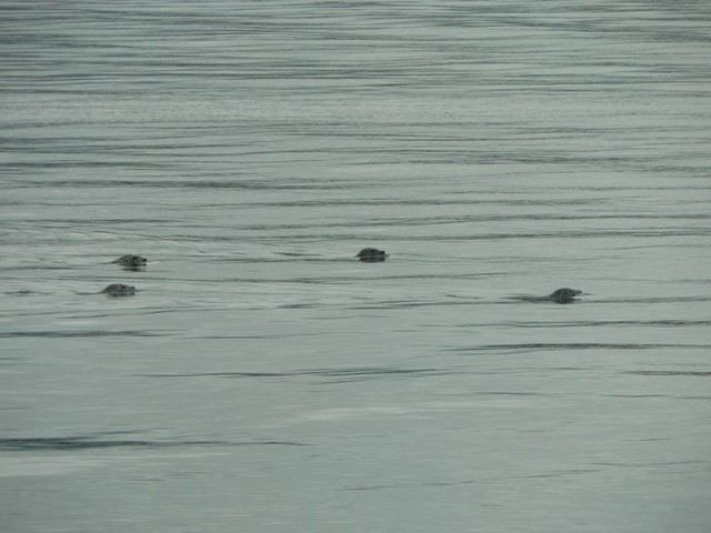 seals!