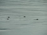 seals!